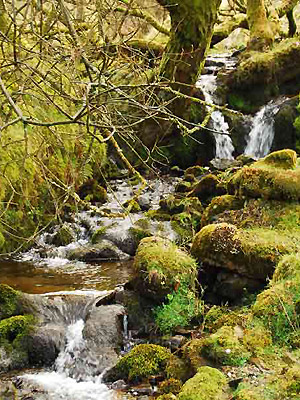 Lancaster Shares in £13M Biodiversity Research Programme